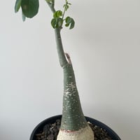 【新着】Adenia glauca【大きめツートーンカラーが可愛い人気種】Adenia glauca  アデニア グラウカ