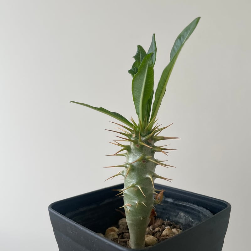 パキポディウムアンボンゲンセ実生 パキポディウムアンボンゲンセ 実生