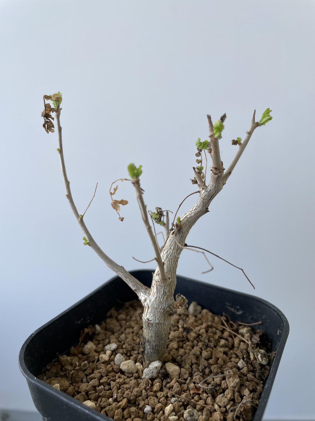 発根済み3年経過 ボスウェリアネグレクタ 発根マスターへの道 4つの