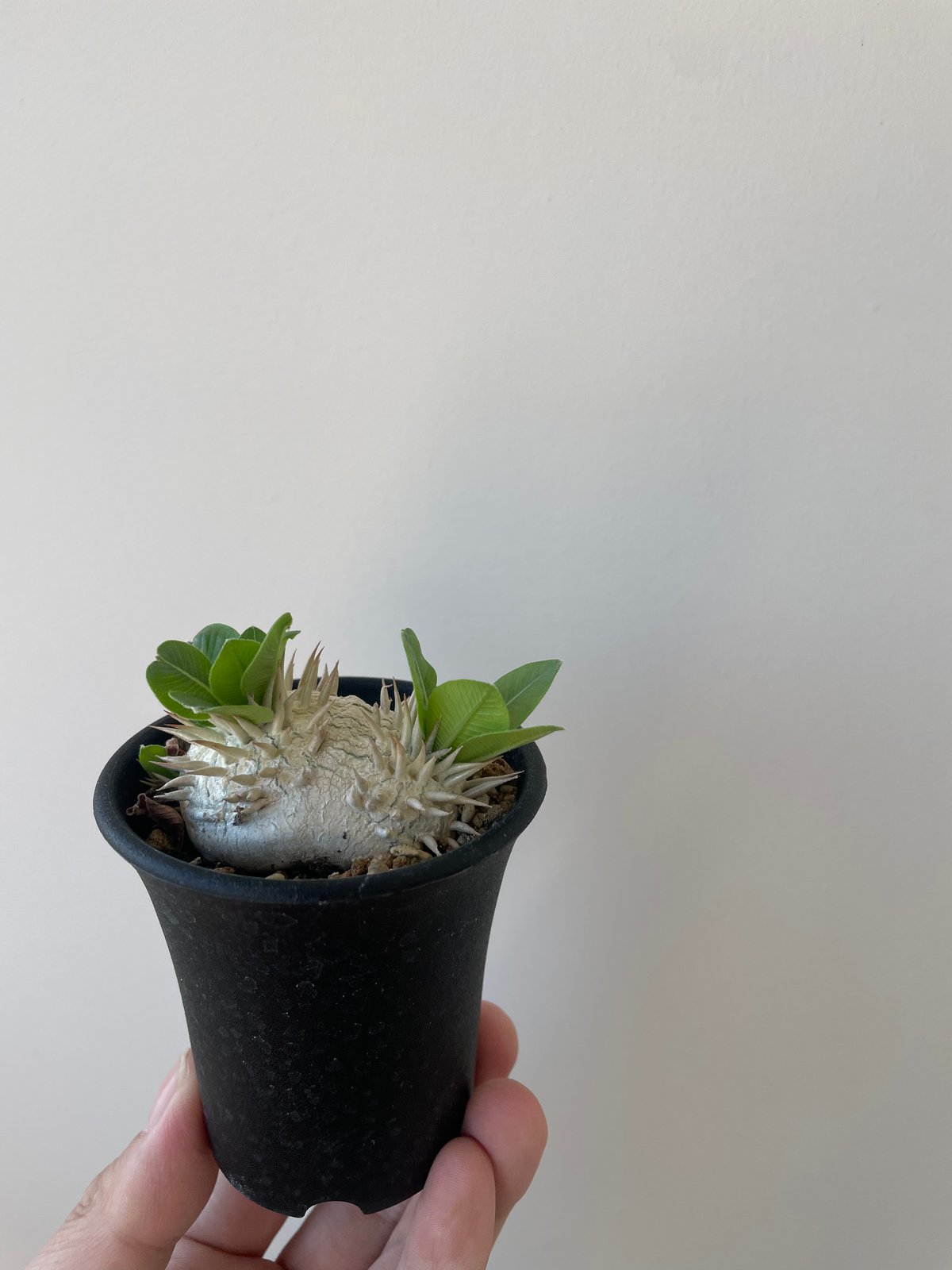 新着】Pachypodium brevicaule 2 恵比寿笑い 【黄色花が可愛い扁平な塊