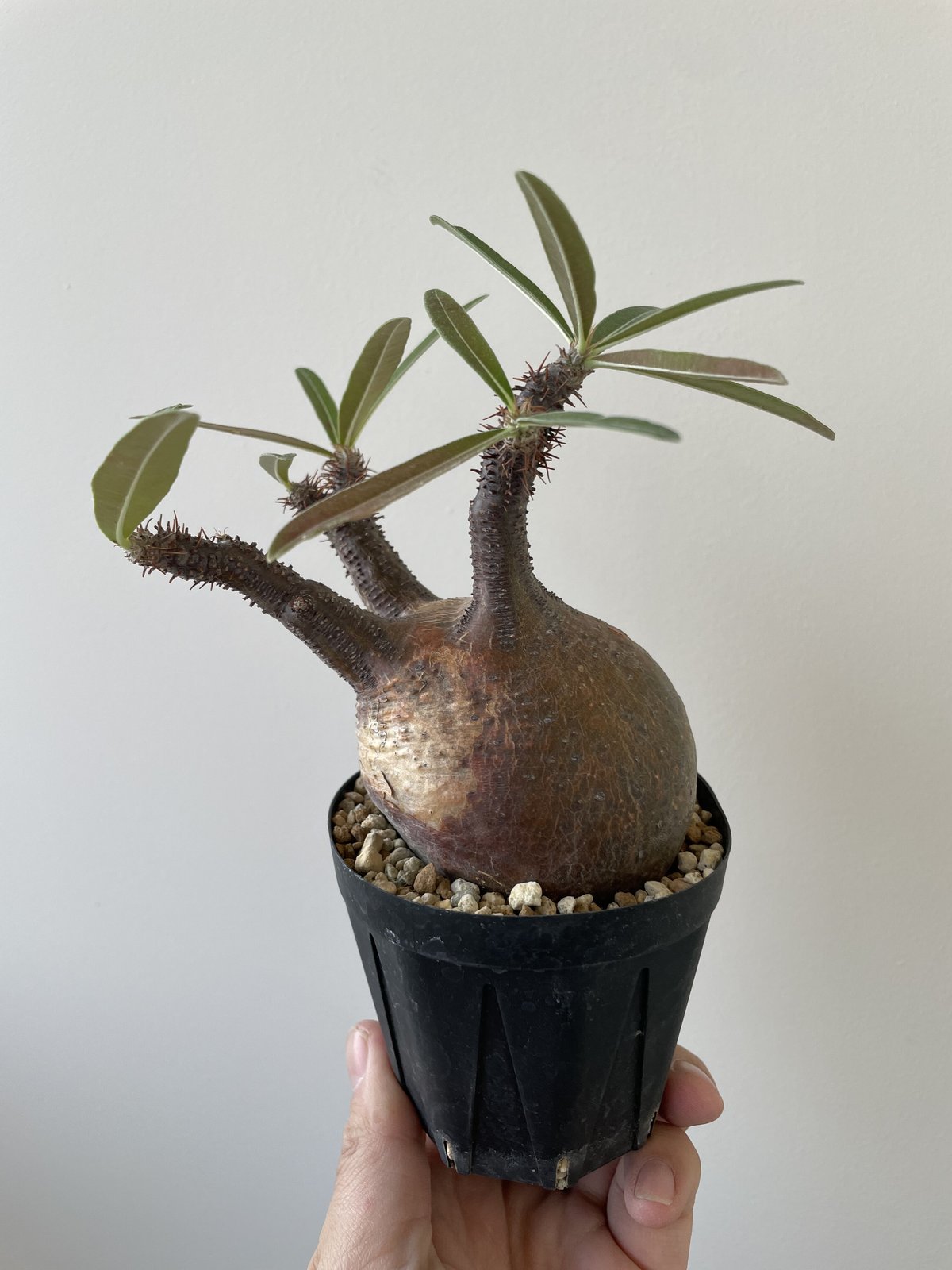 新着】 Pachypodium Gracilius【手乗りサイズ・現地球発根済み ...