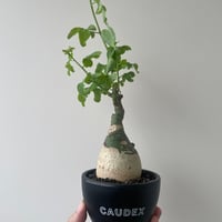 青坊主3周年記念グラ専鉢【VALIEM別注】 | 青坊主-aobouzu- | 塊根植物