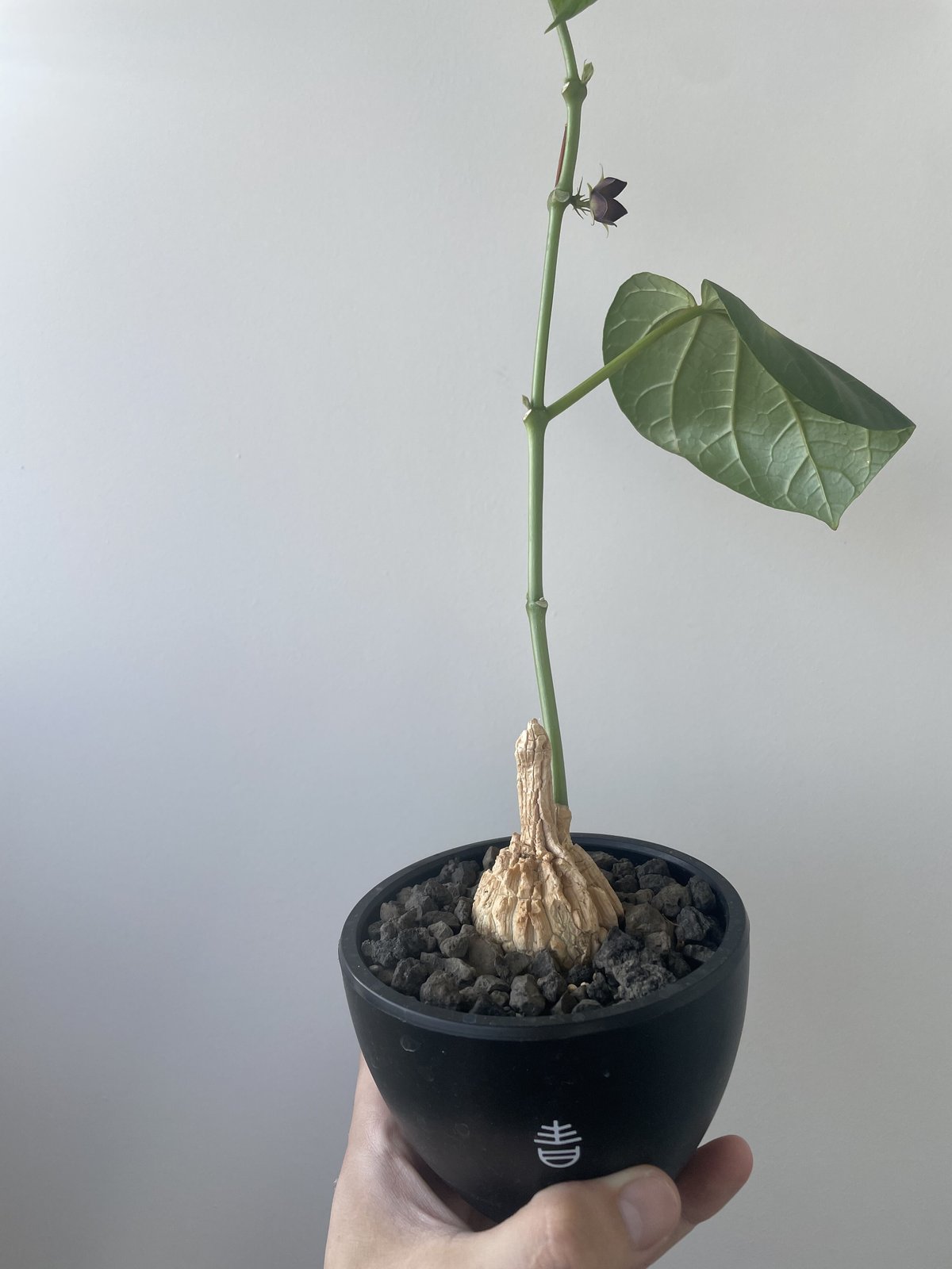 珍奇植物＊龜甲蘿藦マテレア✨ マテレアシクロフィラ　(A2)