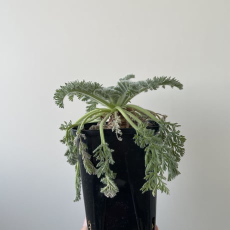 【新着】Pelargonium appendiculatum 5【コスパ良し・冬型の塊根植物】ペラルゴニウム アッペンディクラツム
