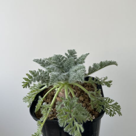 【新着】Pelargonium appendiculatum 3【コスパ良し・冬型の塊根植物】ペラルゴニウム アッペンディクラツム