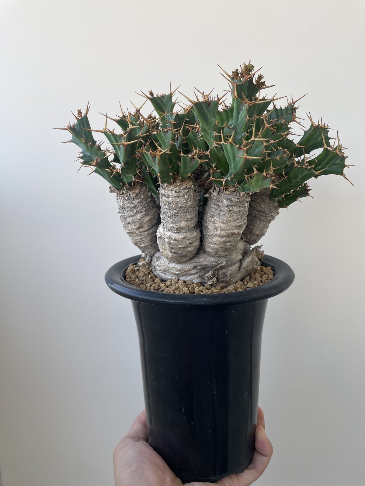 ユーフォルビア クラビゲラ 発根済み 鉢セット ユーフォルビア