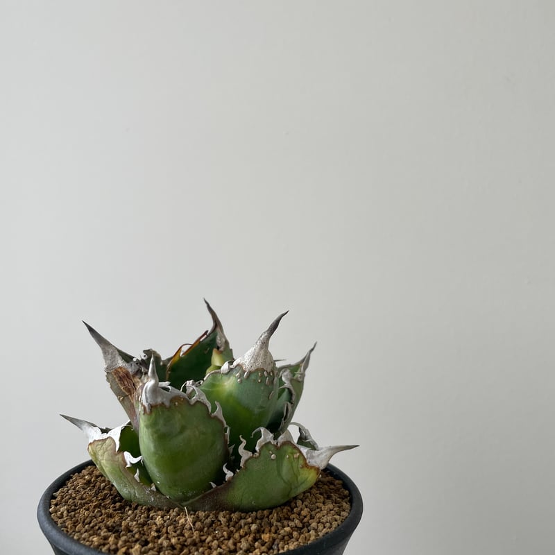 【ブツブツ系アガベ】痘痘龍(豆豆龍)子株 / チタノタ 希少ブツブツ系アガベ】痘痘龍(豆豆龍)子株 / チタノタ | プラントウィズ