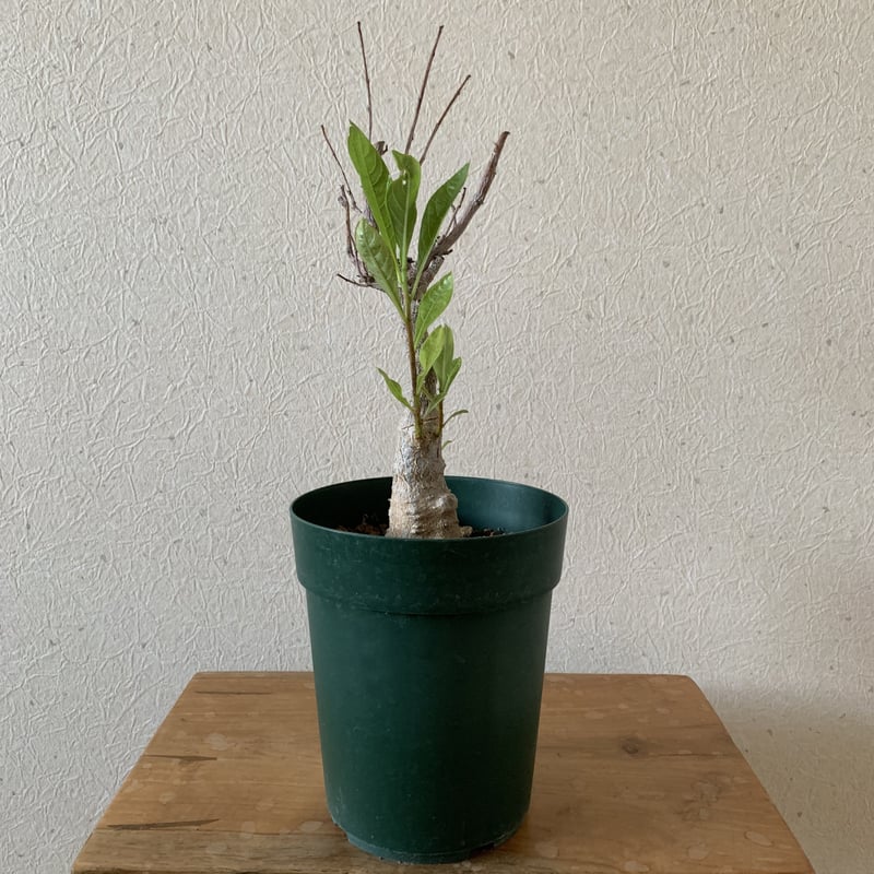 発根済・良形株】ブーファン・ハエマンソイデス