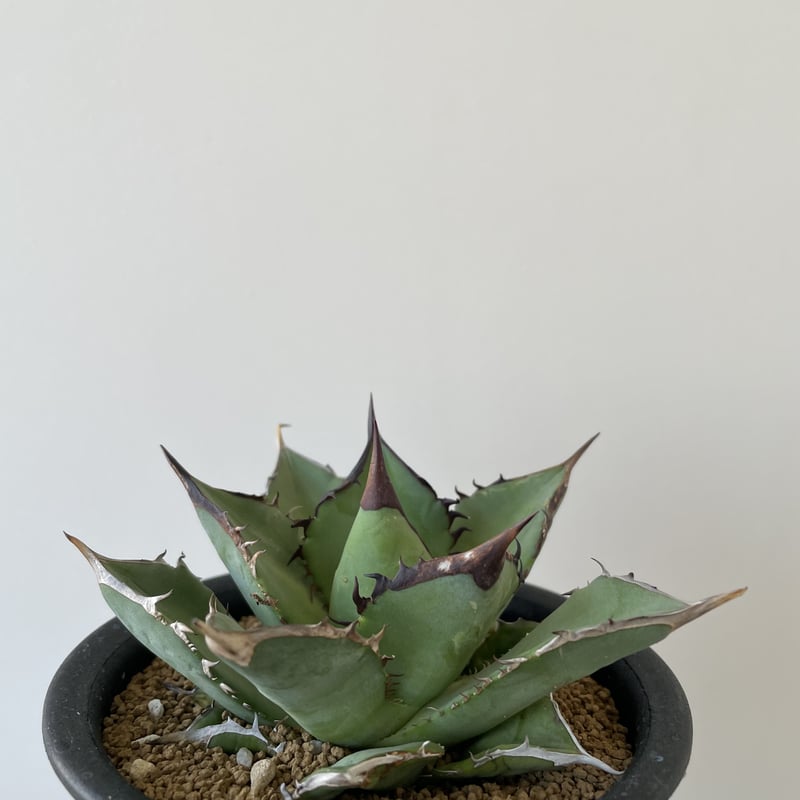 Agave titanota 3 選抜実生【あまり見かけない良血統】アガベ チタノタ ...