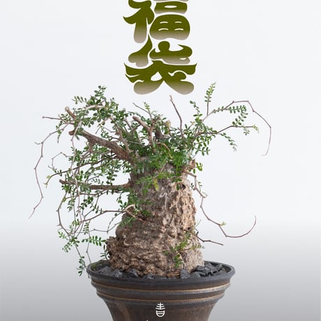 班入りオオハマボウ❣️(鉢ごと) 斑入りオオハマボウ❣️(鉢ごと) 【公式通販】