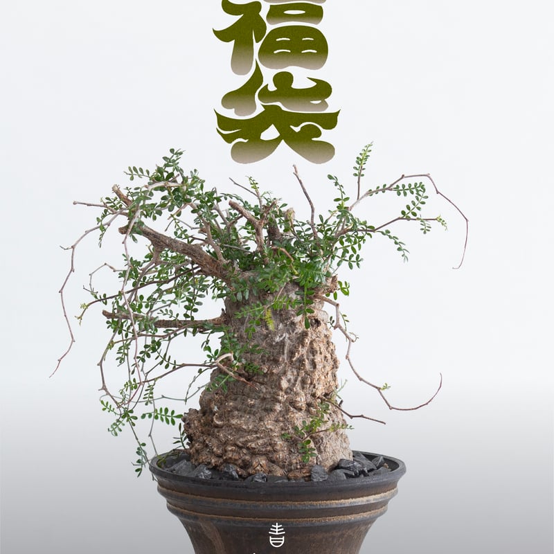 青坊主特製 福袋2026ver【植物252,000円】 | 青坊主-aobouzu- | 塊根
