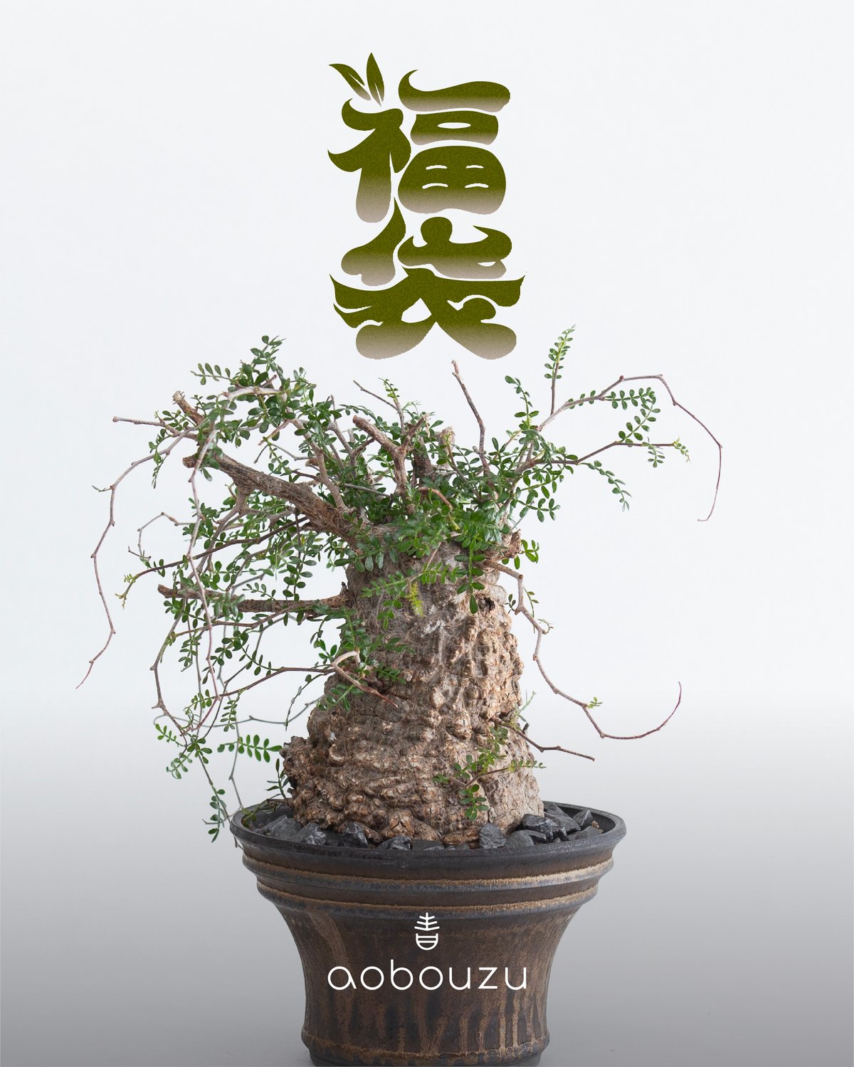青坊主特製 福袋2026ver【植物252,000円】 | 青坊主-aobouzu- | 塊根