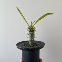 新作】ハイパーポットクリエイター 