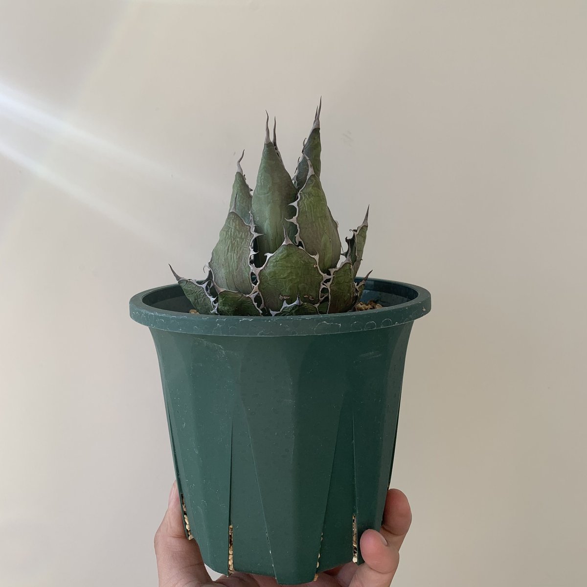 アガベ オバティフォリアドワーフ ワイドリーフ US輸入 発根済み 鉢