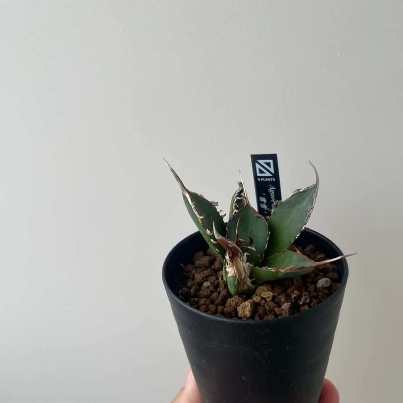 新着】Agave titanota 雷雪【N PLANTS産の極上苗】アガベ チタノタ |