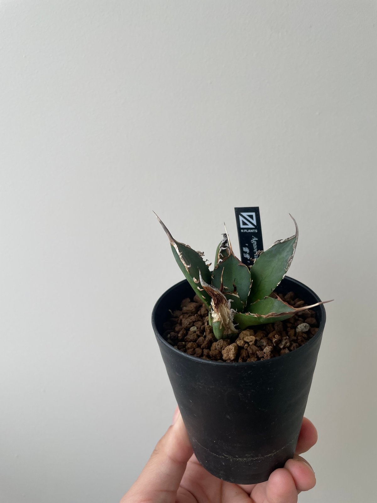 新着】Agave titanota 雷雪【N PLANTS産の極上苗】アガベ チタノタ |
