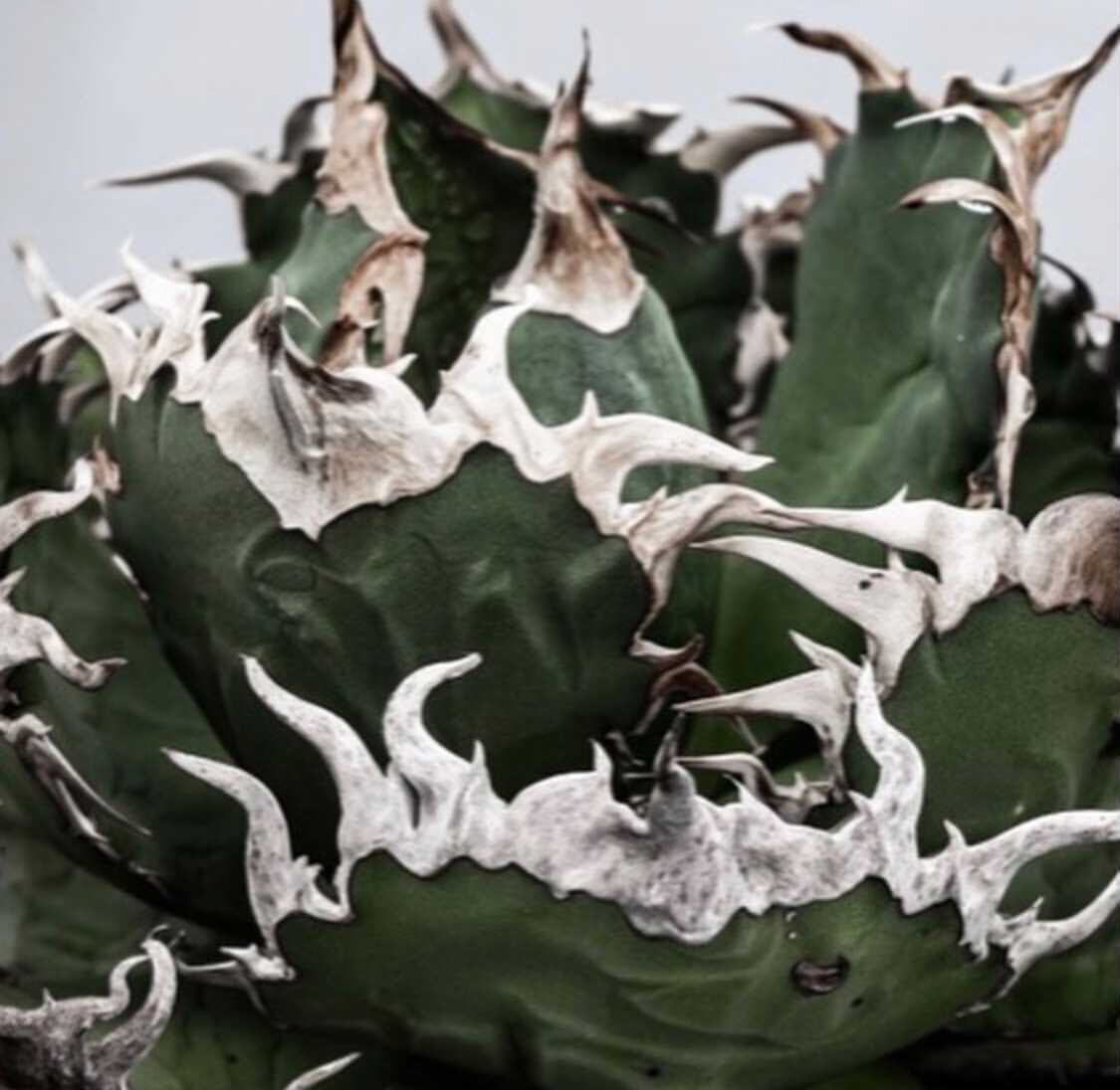 新着】Agave titanota 狼牙 Special clone【日本産アガベの激レア品...