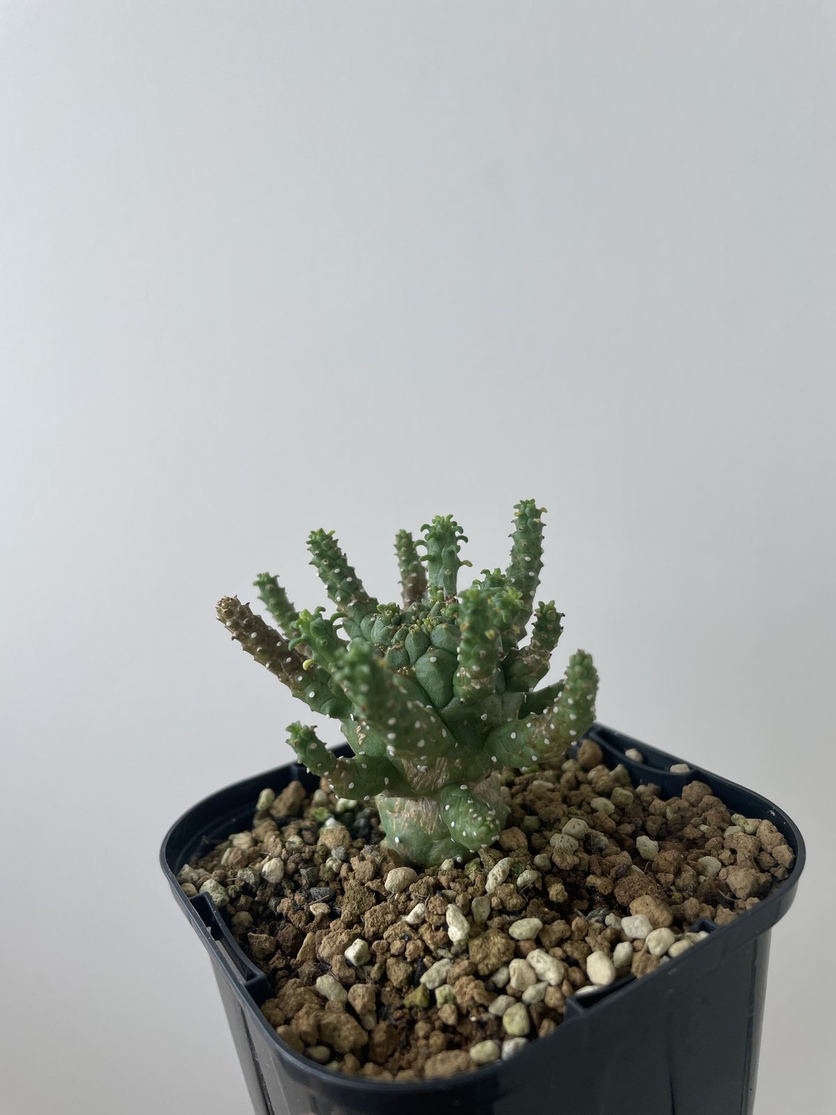 【新着】Euphorbia gamkensis ユーフォルビア ガムケンシス【分岐ありの小さめ株】 ユーフォルビア ガムケンシス