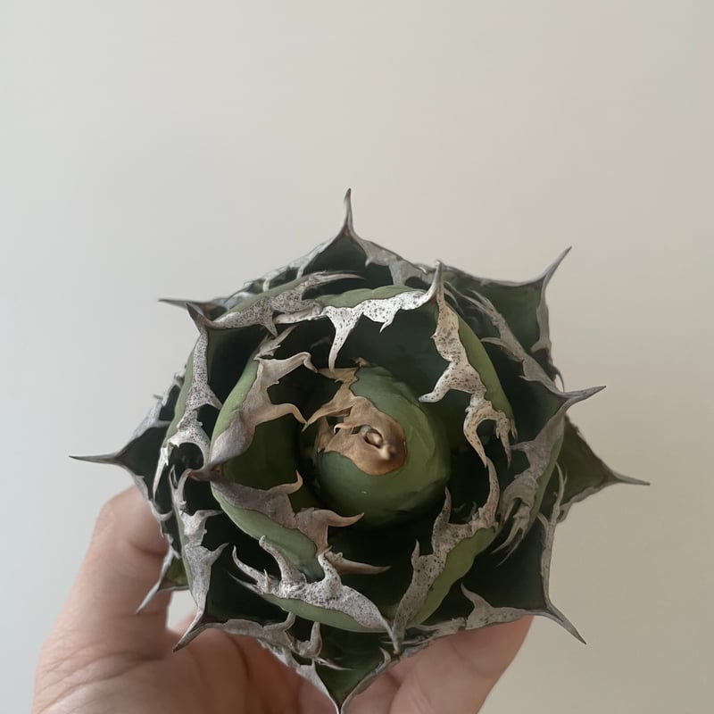 インドネシア 選抜 FO-076 オテロイ スーパーボール チタノタ 【公式通販】