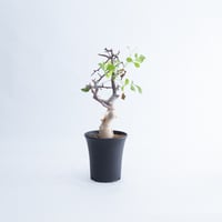 特大】Commiphora Eyl【最高の灌木コーデックス】コミフォラ エイル
