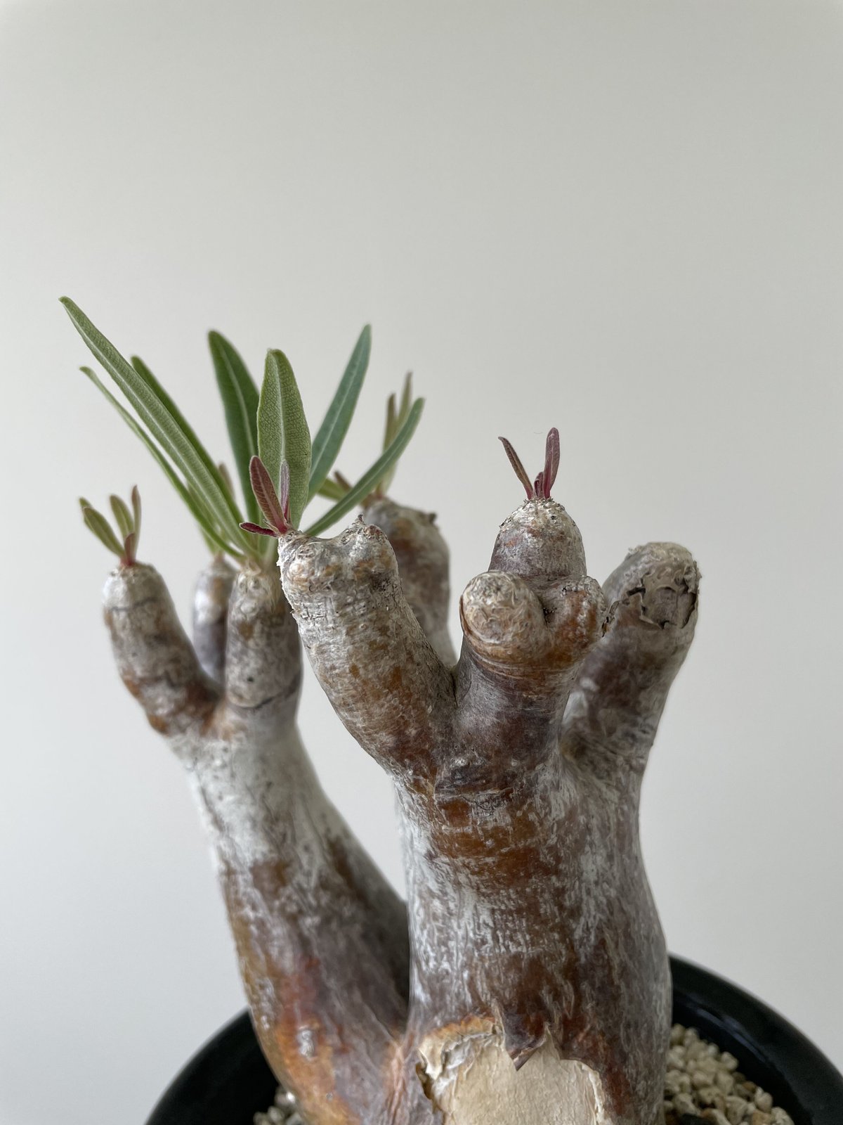 現地球】パキポディウム イノピナツム 発根済 イノピナーツム イノピの