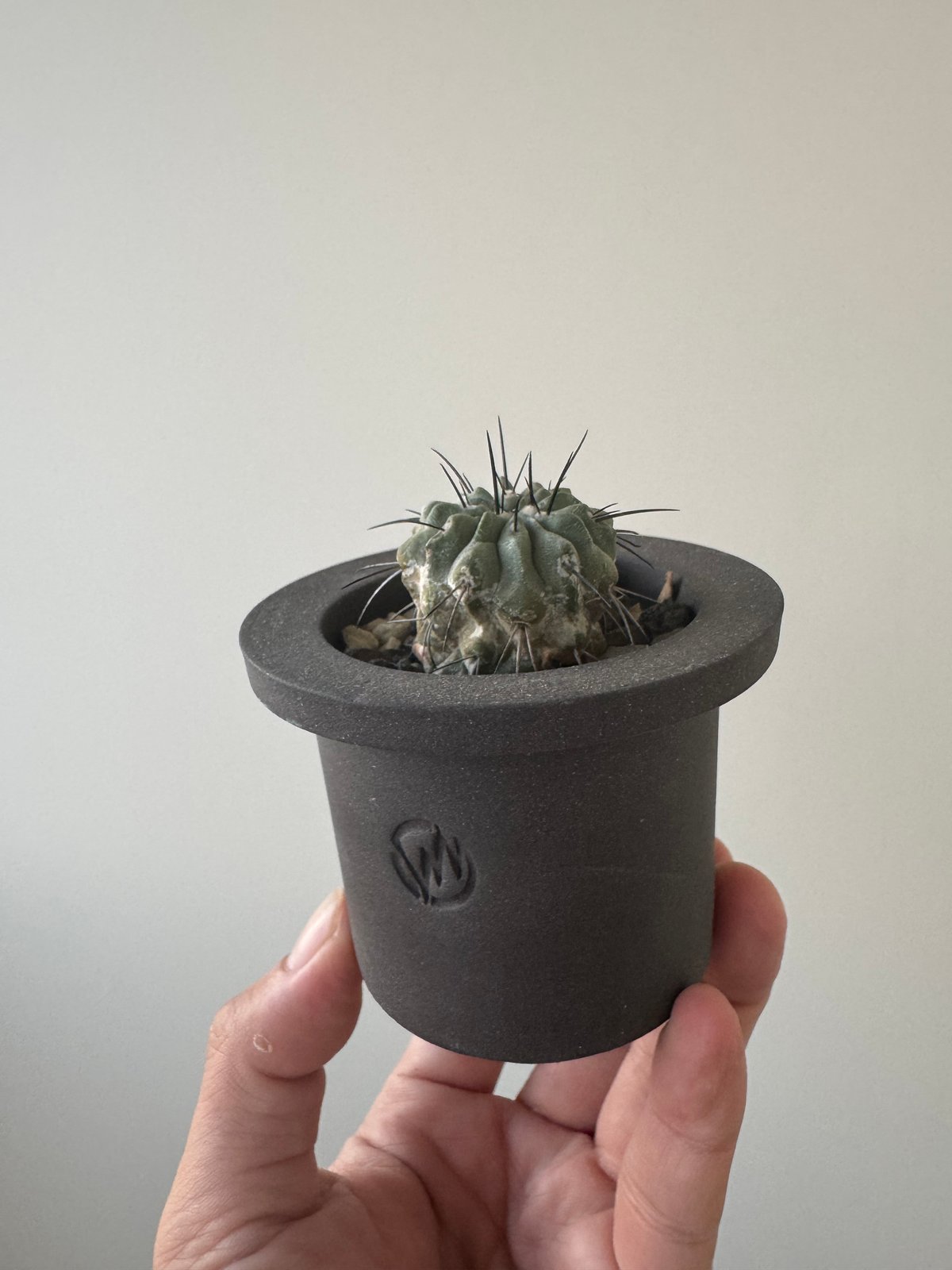 新着】Copiapoa dealbata × VALIEM GHOST【俺の黒士冠】コピアポ