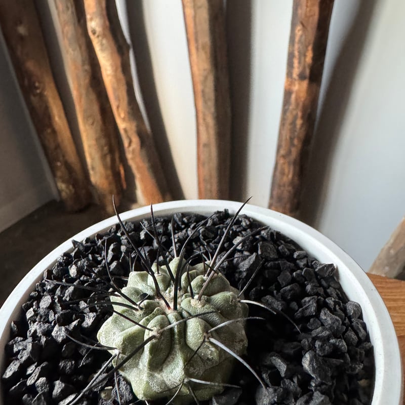 新着】Copiapoa dealbata【俺の黒士冠】コピアポア デアルバータ | 青