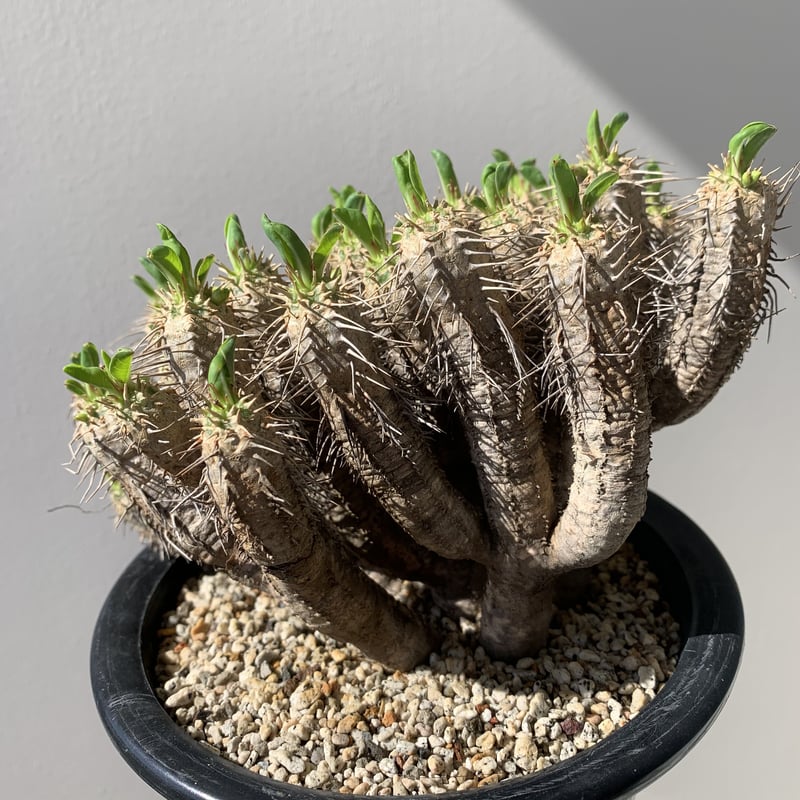 Euphorbia guillauminiana1(ユーフォルビア・ギラウミニアナ)【現地球・...