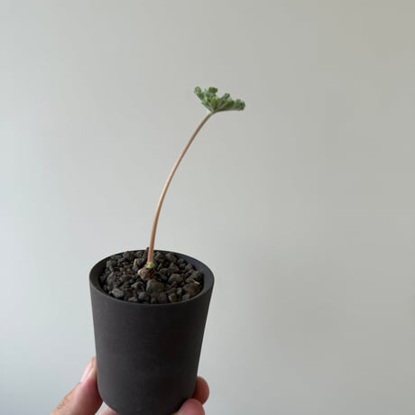 【新着】Pelargonium mirabile × GHOST WARP【冬型コーデックス】 ペラルゴニウム ミラビレ