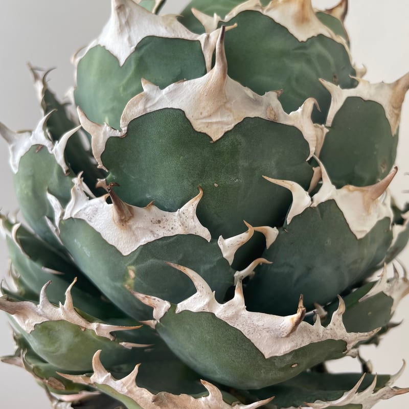 新着・極上逸品】Agave titanota No name【イタリアからの選抜・ボール