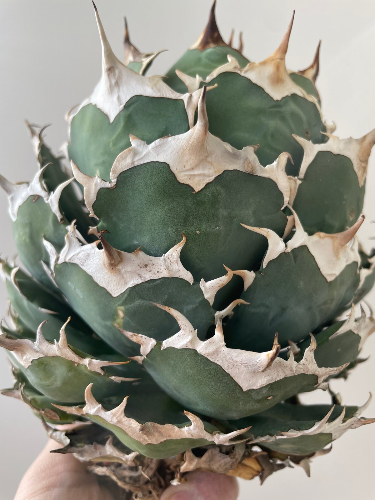 新着・極上逸品】Agave titanota No name【イタリアからの選抜
