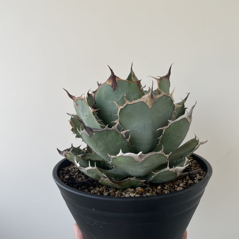 アガベ オアハカワイルド 現地球 OAXACA アガベ オテロイ オアハカ現地