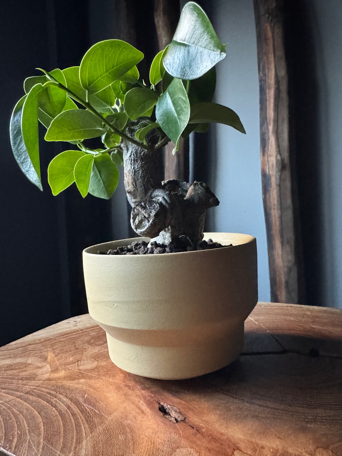 SALE | KOBE AGAVE SHOP Agave 