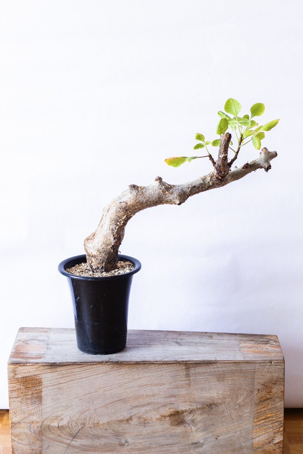 新着】Commiphora guidotti【高騰中の人気灌木】コミフォラ