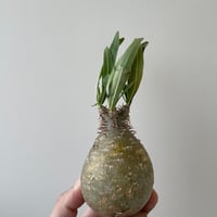 グラ専鉢　青坊主　sサイズ　２点セット グラ専鉢 青坊主 sサイズ 2点セット グラ専鉢 青坊主 sサイズ 2点セット