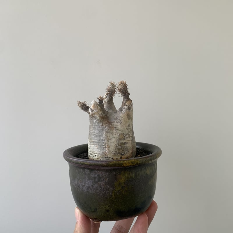 グラキリス 手乗り コレクション株 グラキリス【コレクション株】 白肌