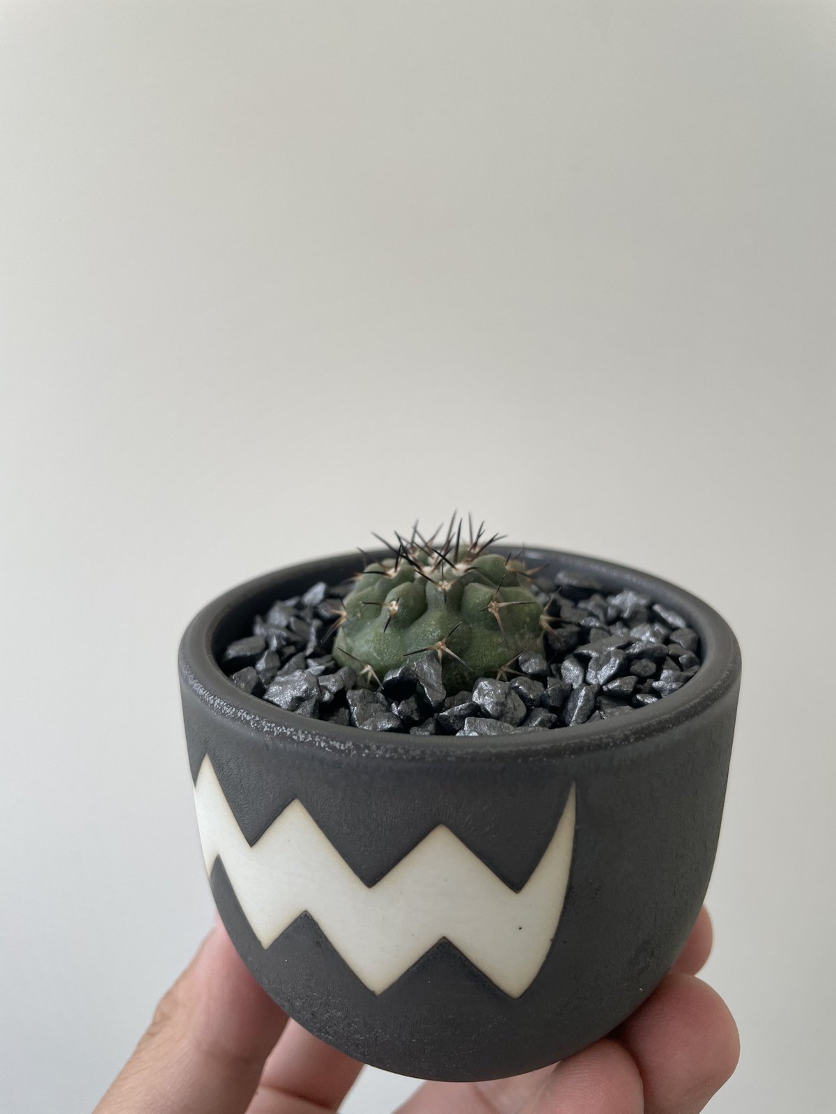 【新着】Copiapoa cinerea × VMM 7【VALIEM鉢と黒王丸の定番仕立て】コピアポアシネレア