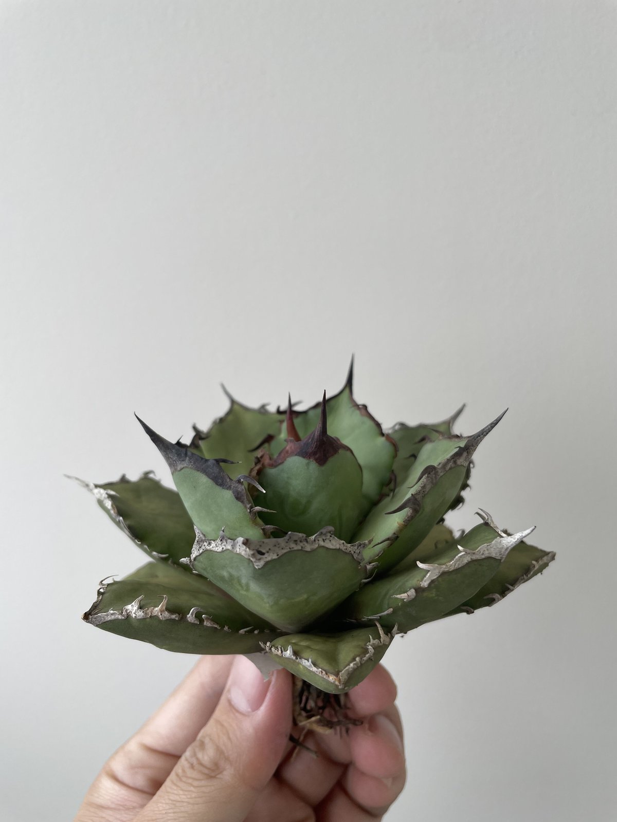 新着】Agave titanota 烈焔 8【台湾産のカッコ良い最高株】アガベ