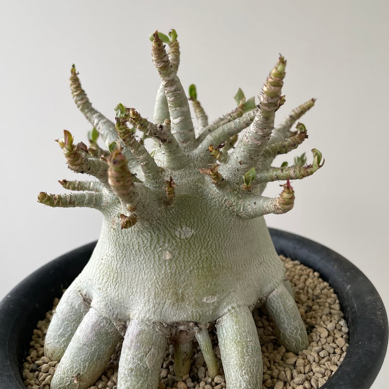 超極太/塊根植物】アデニウム アラビカム キング コング