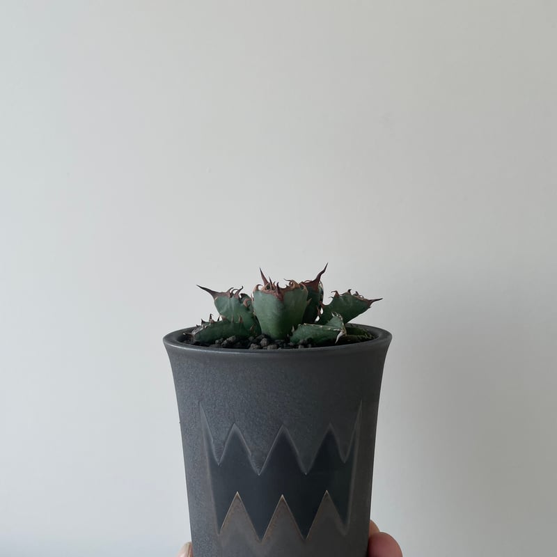 アガベ　チタノタ　姫厳竜　valiem アガベ チタノタ 姫厳竜 valiem 【公式通販】