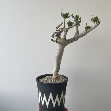 【新着】Othonna furcata × VALIEM WARP 【白肌美しい冬型の塊根植物・Ssize】オトンナ フルカタ