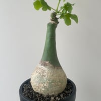 青坊主3周年記念グラ専鉢【VALIEM別注】 | 青坊主-aobouzu- | 塊根植物