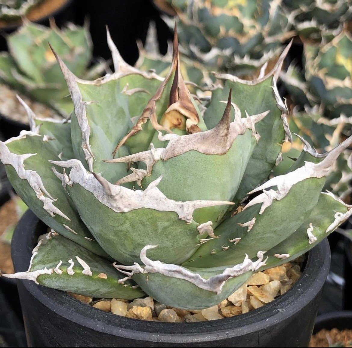 新着】Agave titanota 雷雪【N PLANTS産の極上苗】アガベ チタノタ |