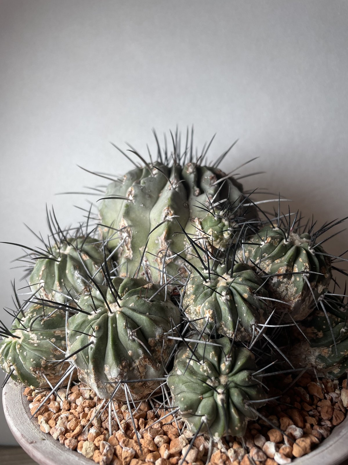 黒士冠/群生/現地/Copiapoa cinerea v. dealbata