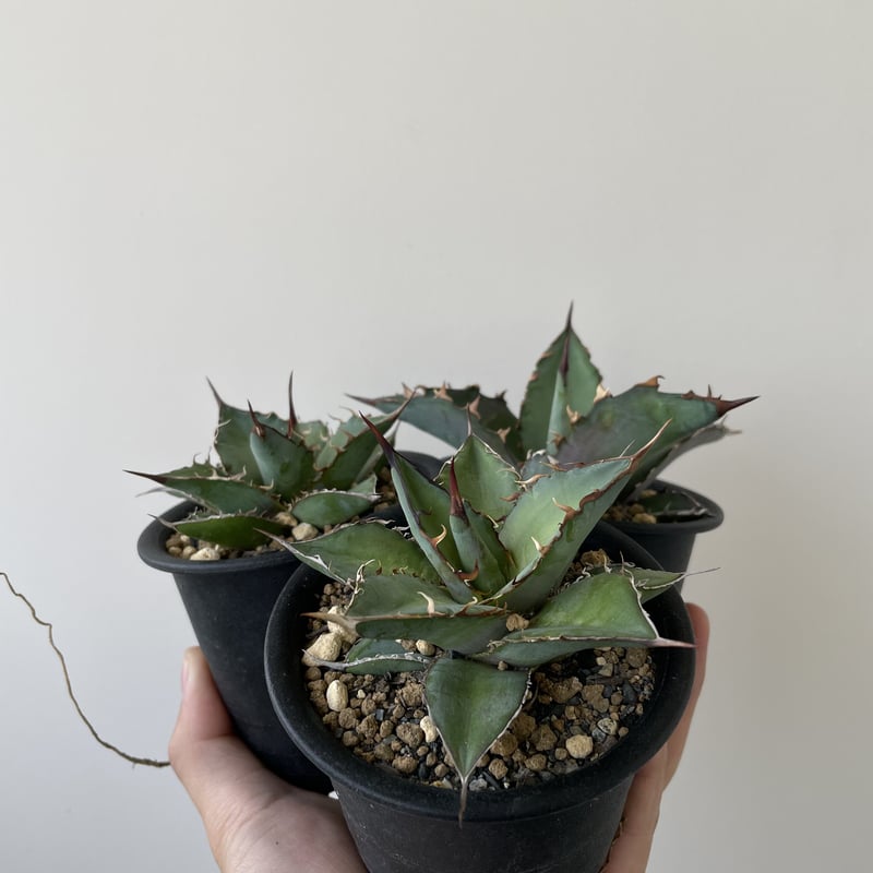 アガベ チタノタ noname 長野県産チタノタ】Agave titanota NO