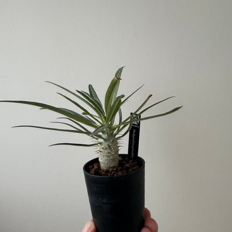CATEGORY 陶器鉢 -pottery- | 青坊主-aobouzu- | 塊根植物と現代
