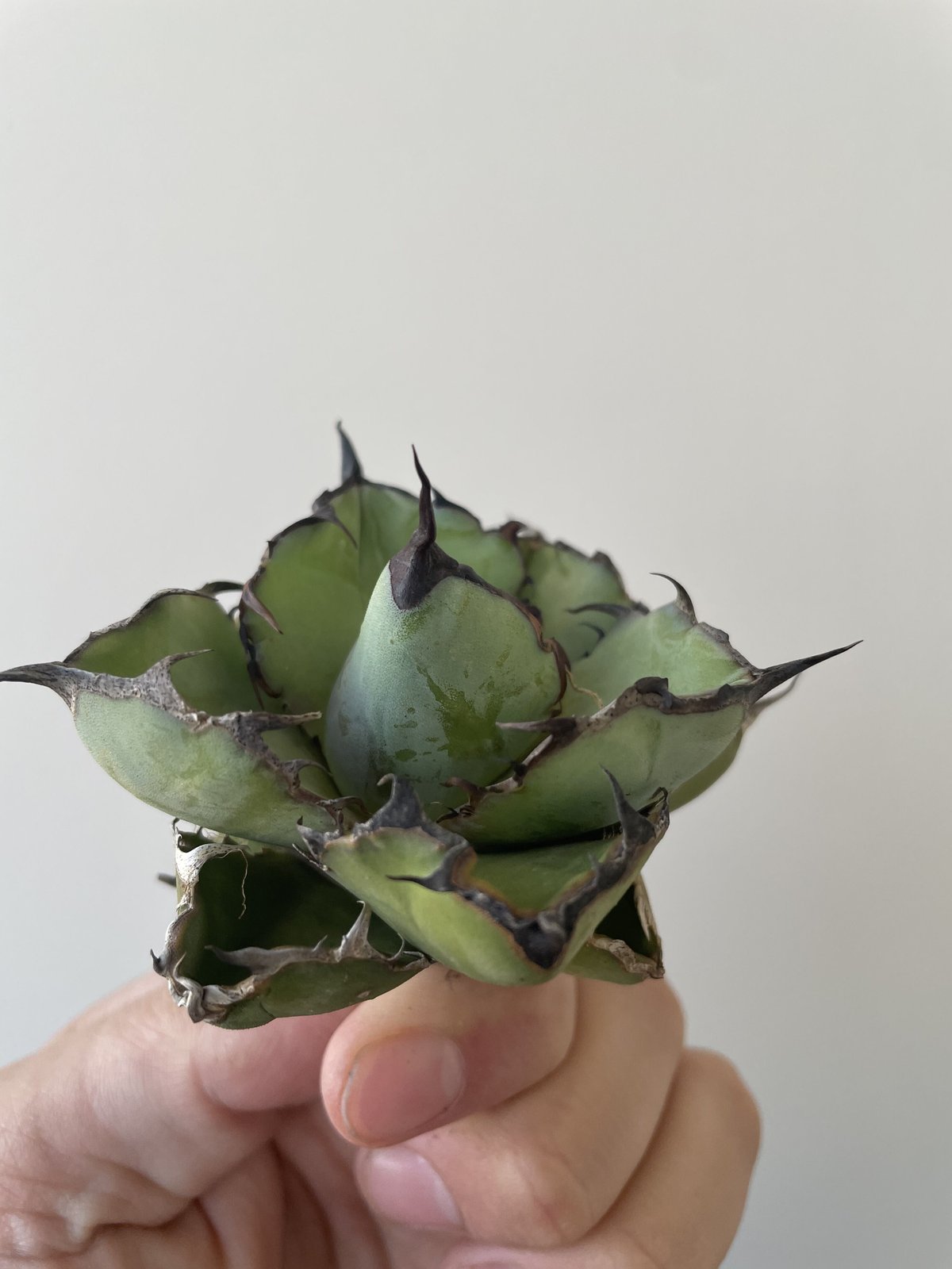 新着】Agave titanota black and blue 7【ベアルート株】 アガベ...