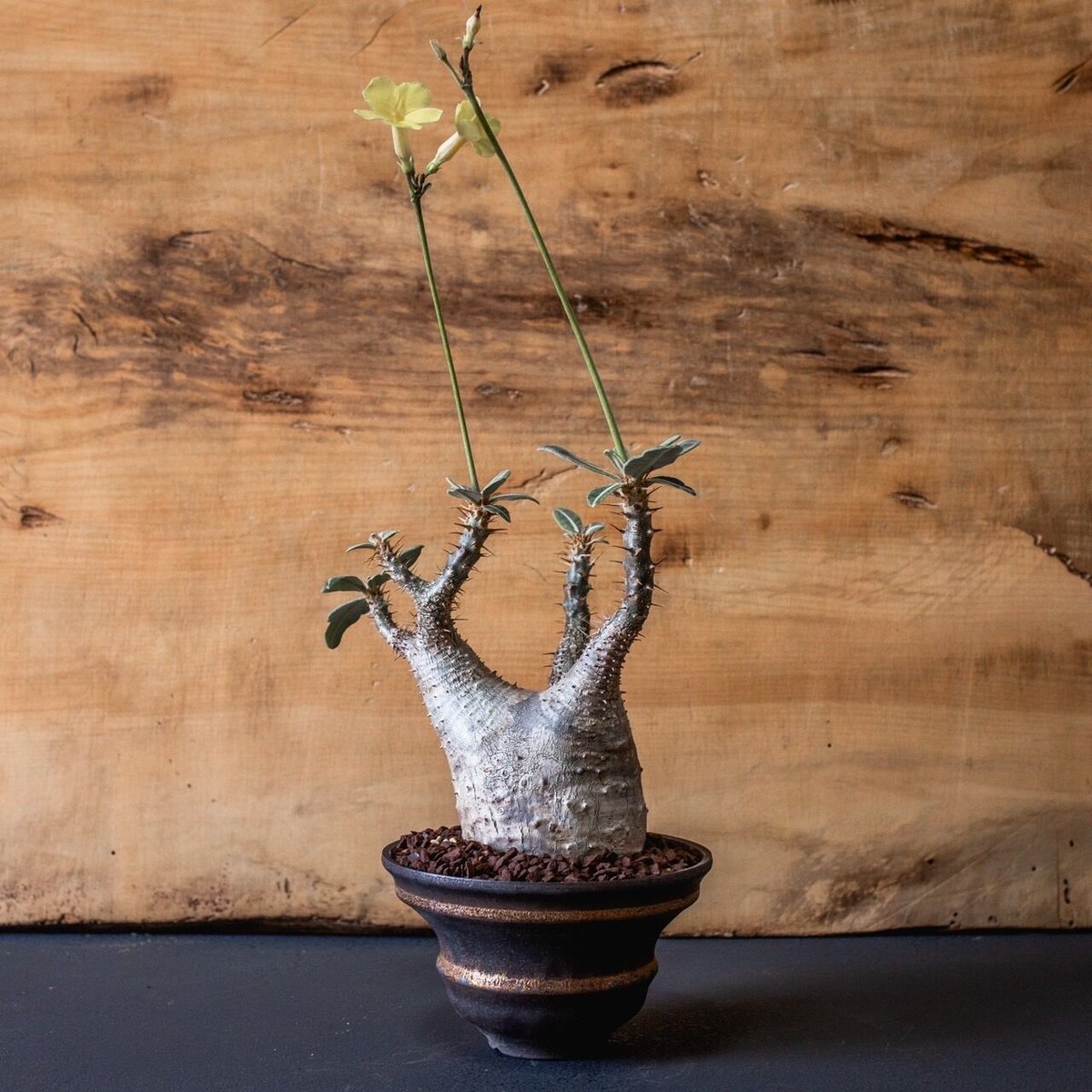 パキポディウム カクチペス ダブルヘッド 【公式通販】