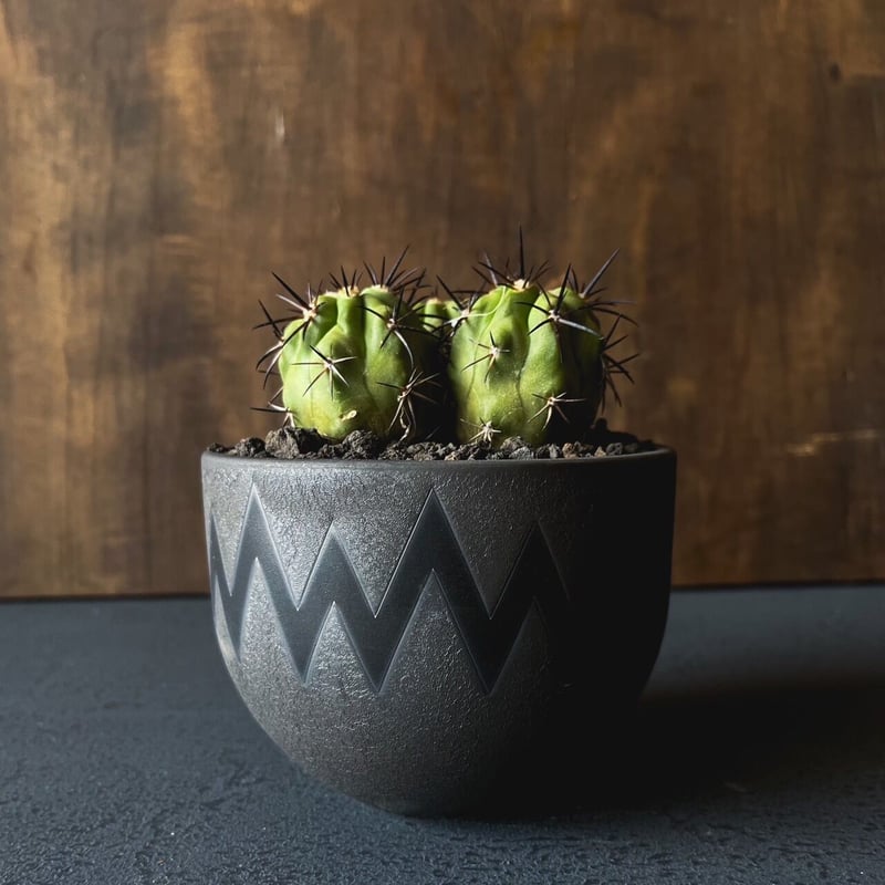 VALIEM BOWL XS Willing plant 別注 VALIEM BOWL XS Willing plant 別注 VALIEM BOWL XS Willing plant