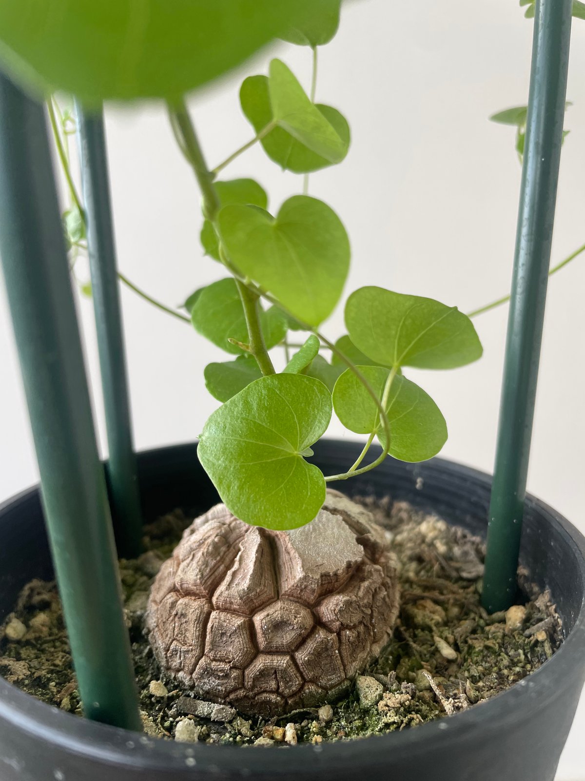 亀甲竜 鉢付き （冬型塊根 塊根植物 ディオスコレア エレファンティ